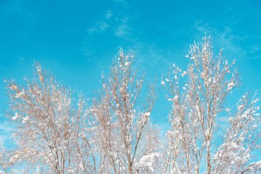 Karla, kış sezonu ayrıntı kaplı treetop dalları