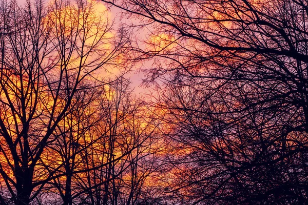 光明不爽的树梢和冬日的日落天空 令人惊叹的美丽寒冷季节的黄昏风景 — 图库照片