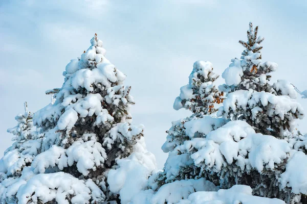 Abete Coperto Neve Nella Bella Giornata Invernale Soleggiata — Foto Stock