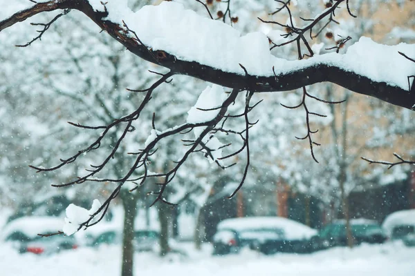 Treetop Branches Winter Snow Idyllic Wintertime Season Scenery Detail — Stock Photo, Image