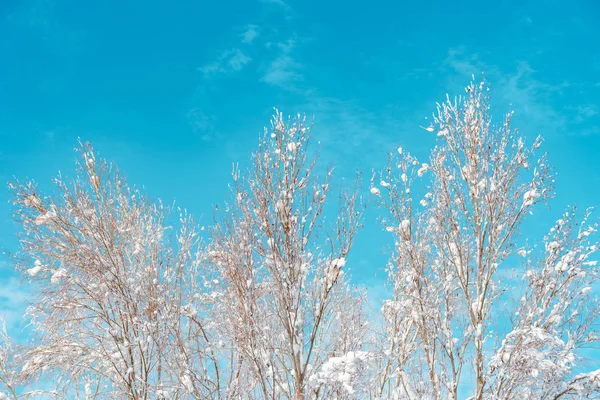 Karla Kış Sezonu Ayrıntı Kaplı Treetop Dalları — Stok fotoğraf