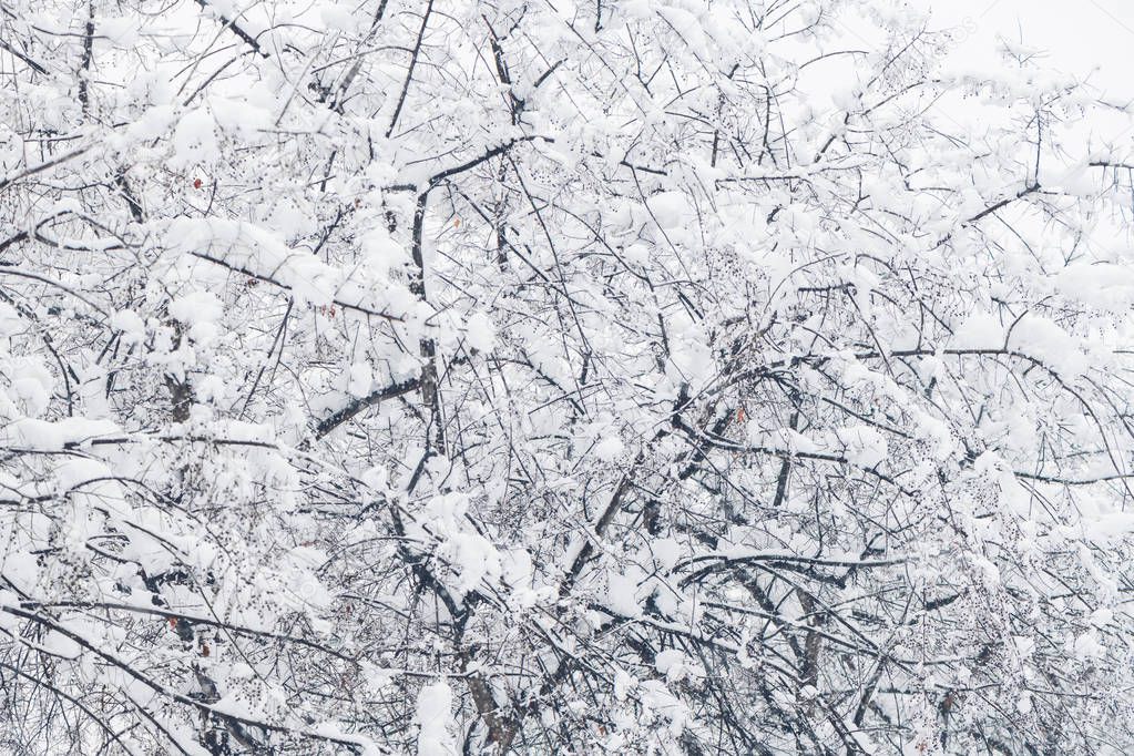 Treetop branches in winter snow, idyllic wintertime season scenery detail