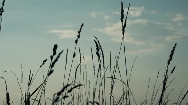 사람의 외로운 오후에 풍경을 조명된 실루엣 — 비디오
