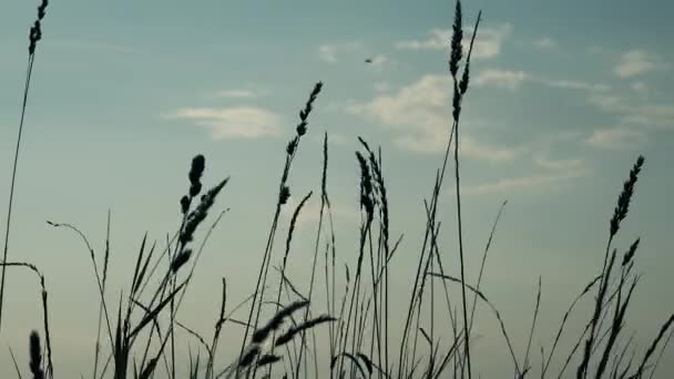 Back Lit Silhouette Lost Lonely Male Person Walking Countryside Landscape — Stock Video