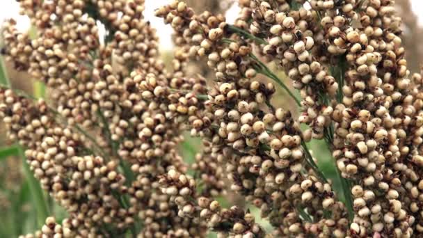 Sorghum Blühende Pflanze Wird Angebaut Und Für Getreide Angebaut — Stockvideo