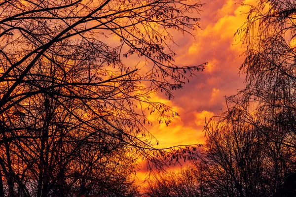 光明不爽的树梢和冬日的日落天空 令人惊叹的美丽寒冷季节的黄昏风景 — 图库照片
