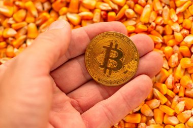 Bitcoin mısır çekirdekleri yığın üzerinde elinde cryptocurrency için kavramsal görüntü emtia ticaret ticari faaliyetle ilgili Tarım işinde