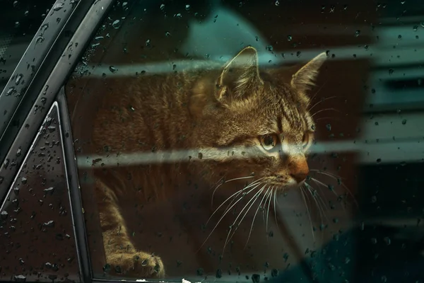Όμορφη Γάτα Μέσα Στο Αυτοκίνητο Που Βλέπουν Βροχή Μέσα Από — Φωτογραφία Αρχείου