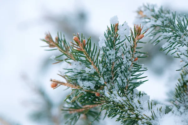 Fir Tree Branch Snow Close — Stock Photo, Image