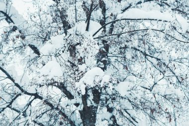 Kışın kar, pastoral kış sezon sahne detay Treetop şubeleri