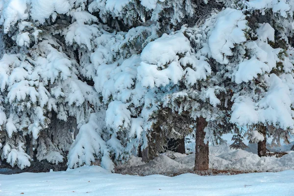 Jedle Pod Sněhem Krásný Slunný Zimní Den — Stock fotografie
