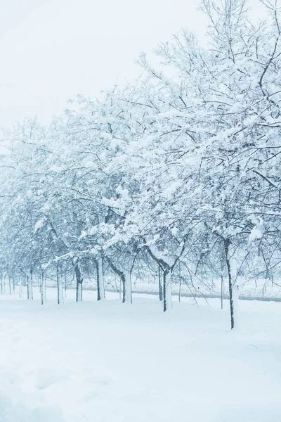 Rami Alberi Nella Neve Invernale Idilliaco Paesaggio Invernale — Foto Stock