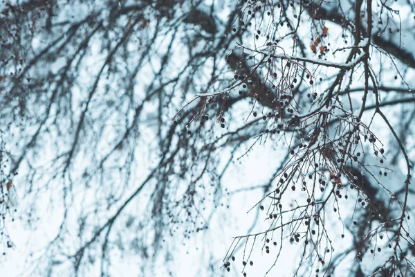 Treetop Filialer Vinter Snö Idylliska Vintern Säsongen Landskapet Detalj — Stockfoto