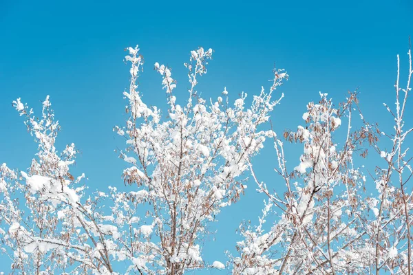 Treetop Grenar Täckta Snö Vinter Säsongen Detalj — Stockfoto