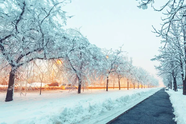 Calle Vacía Cubierta Nieve Por Noche Copas Árboles Congelados Iluminados —  Fotos de Stock