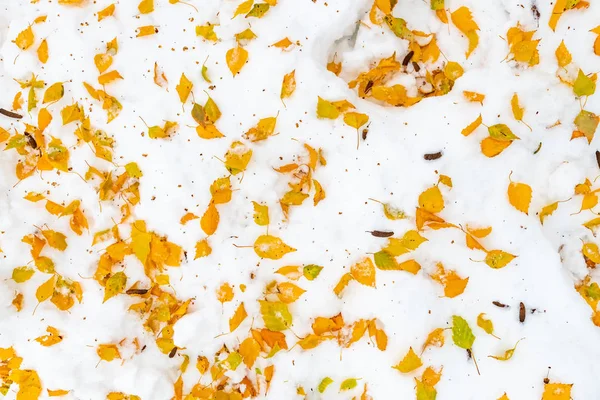Droge Gele Bladeren Van Witte Berk Boom Wintersneeuw Als Natuurlijke — Stockfoto