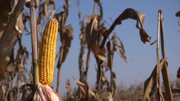 Farmer Examining Corn Cobs Harvest Cultivated Field — Stock Video