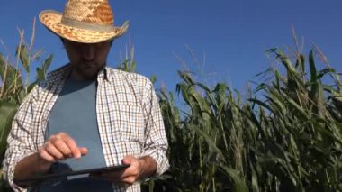 Tablet bilgisayar Mısır kırpma alanı, modern teknoloji kullanılarak tarımsal üretimde ciddi kendine güvenen adam ile çiftçi ziraat mühendisi