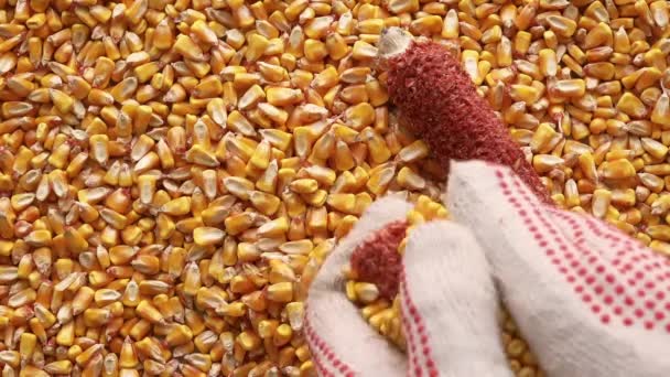 Agricultor Descasque Manualmente Milho Colhido Close Mãos — Vídeo de Stock