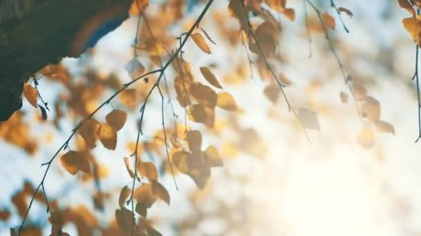 Birch Tree Wind Silhouette Detail Autumn Sunset Sunlight Beaming Leaves — Stock Video