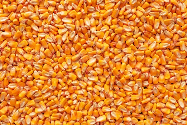 Corn Utsäde Kärnor Heap Efter Skörd Sett Från Ovan — Stockfoto