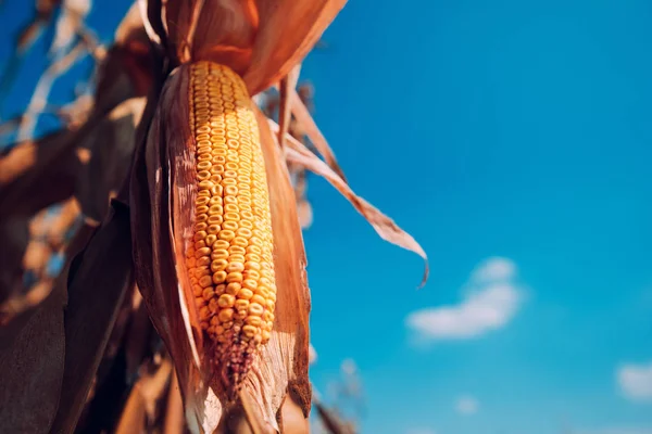 옥수수 Cobs 수확을 기다리고 — 스톡 사진