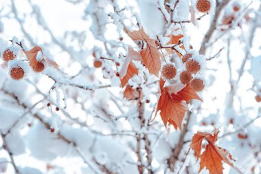 Maple tree covered in snow, winter season detail clipart
