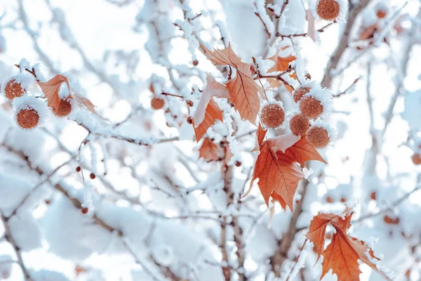 Árbol Arce Cubierto Nieve Detalle Temporada Invierno —  Fotos de Stock