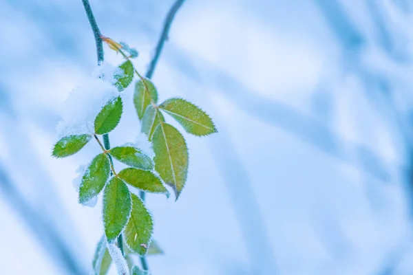 Zmrazené Šípkovou Listů Zimě Sněhem Kopií Prostor — Stock fotografie