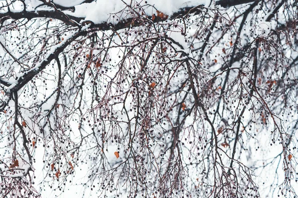 Rami Alberi Nella Neve Invernale Idilliaco Paesaggio Invernale — Foto Stock