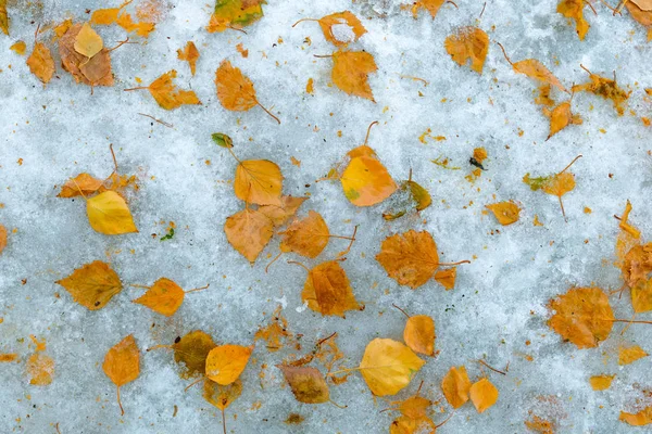 Feuilles Jaunes Sèches Bouleau Blanc Dans Neige Hiver Comme Fond — Photo