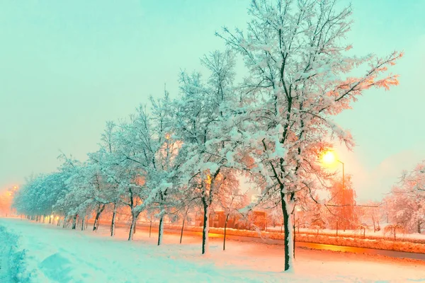 Tomma Gatan Täckt Snö Kväll Frysta Trädtopparna Upplysta Ljus Gatlyktorna — Stockfoto