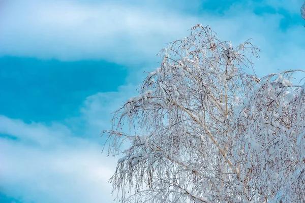 Vit Björk Träd Snö Vackra Idylliska Vinter Säsongen Landskap Med — Stockfoto
