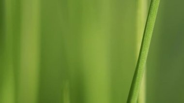 Yeşil bahar çimen ağır çekimde bulanıklık