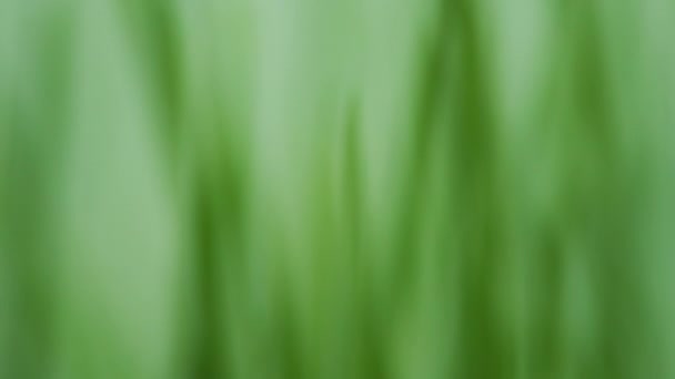 Defocus Green Spring Grass Slow Motion — Stock Video