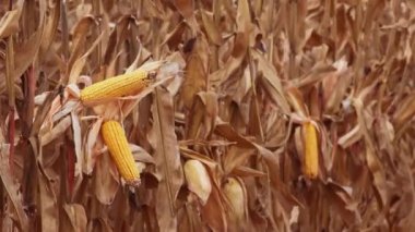 Ripe corn cobs in harvest ready field on cultivated farmland plantation