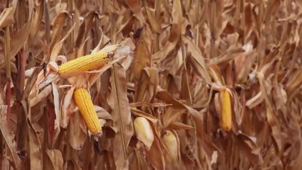 Ripe corn cobs in harvest ready field on cultivated farmland plantation