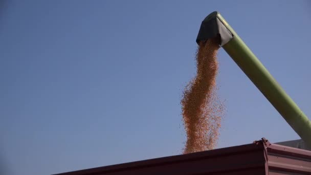 コンバインは 農業トラクタートレーラーに収穫トウモロコシの種子カーネルをアンロードしています — ストック動画