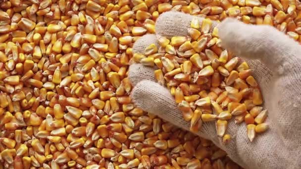 農家の手は収穫されたトウモロコシの穀粒に満ちているが 成功した豊富なトウモロコシ作物収量を収穫 — ストック動画