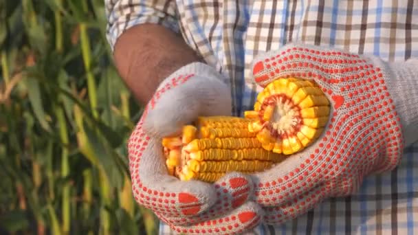 Épi Maïs Décortiqué Par Agriculteur Proche Main Dans Activité Agricole — Video