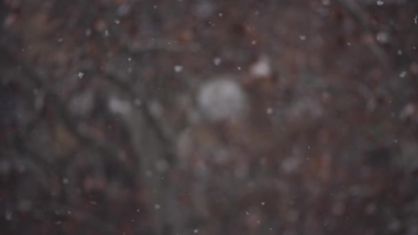 フィールドの浅い深さで抽象的な冬シーズン背景としてスローモーションで牧歌的な降雪 — ストック動画