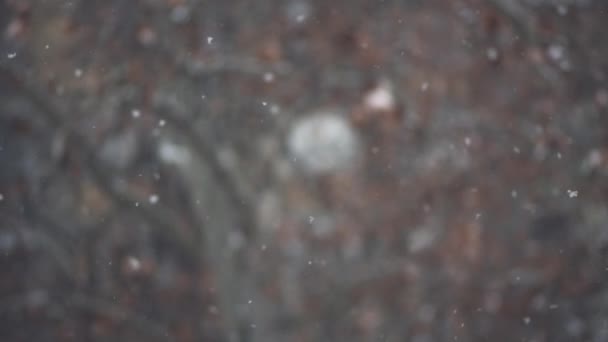Ειδυλλιακό Χιονοπτώσεις Αργή Κίνηση Αφηρημένη Χειμερινή Σεζόν Φόντο Ρηχό Βάθος — Αρχείο Βίντεο
