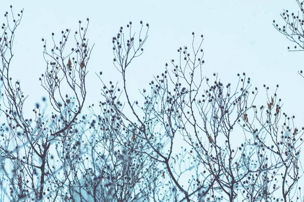 Kışın Kar Pastoral Kış Sezon Sahne Detay Treetop Şubeleri — Stok fotoğraf