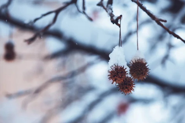 Treetop Takken Wintersneeuw Idyllische Winter Seizoen Scenery Detail — Stockfoto