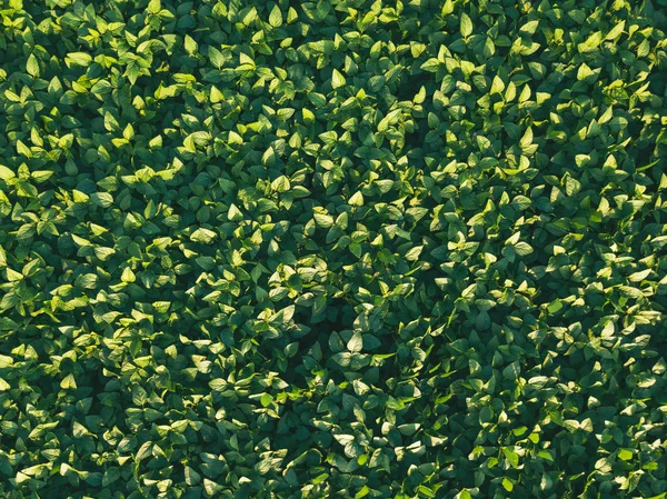 Cultivo Soja Campo Agrícola Cultivado Aérea Vista Cima Para Baixo — Fotografia de Stock