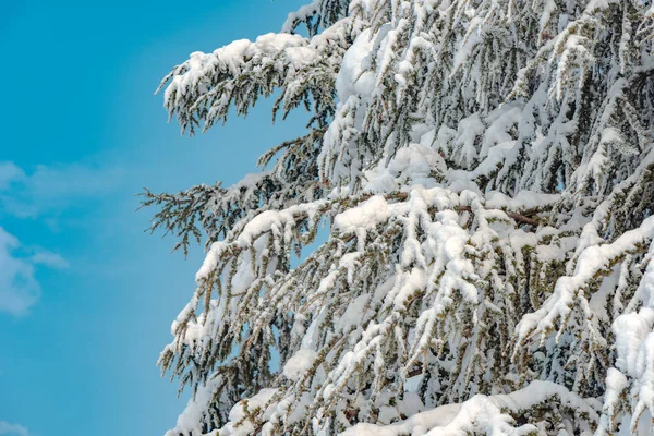 Abete Coperto Neve Nella Bella Giornata Invernale Soleggiata — Foto Stock