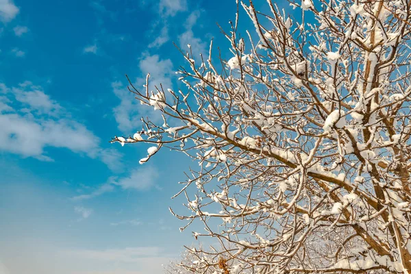 Árbol Ramas Cubiertas Nieve Detalle Temporada Invierno —  Fotos de Stock