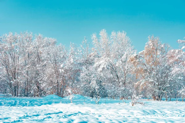 Margini Della Foresta Inverno Sotto Neve Nella Luminosa Giornata Sole — Foto Stock