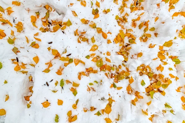 Foglie Secche Gialle Betulla Bianca Nella Neve Invernale Come Sfondo — Foto Stock