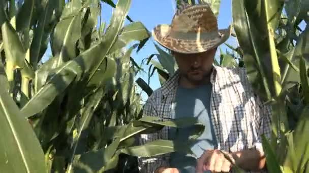 タブレット コンピューターのトウモロコシ畑 農産物の現代技術を使用して深刻な自信を持って男性と農民農業 — ストック動画